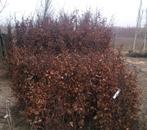 Beuken voor Haag Fagus sylvatica 40 tm 150cm Groen, Tuin en Terras, Planten | Struiken en Hagen, Ophalen, Beukenhaag, 100 tot 250 cm