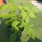 Herfstframboos 'Heritage'. Winterharde vaste plant., Ophalen, Overige soorten, Volle zon