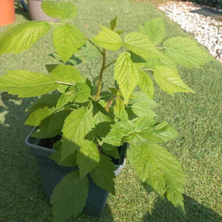 Herfstframboos 'Heritage'. Winterharde vaste plant., Tuin en Terras, Planten | Tuinplanten, Overige soorten, Volle zon, Ophalen