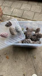 Dennenappels gewaxt, Ophalen of Verzenden