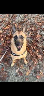 Gouden mandje gezocht, 6 jaar of ouder, Teef, Eén hond, Middel