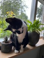 Kater Teun (gecastreerd) zoekt een nieuw thuis, Dieren en Toebehoren, Katten en Kittens | Overige Katten, Kater, Kortharig, 3 tot 5 jaar