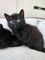 Kitten te koop, Dieren en Toebehoren, Katten en Kittens | Overige Katten, Meerdere dieren, Kortharig, 0 tot 2 jaar