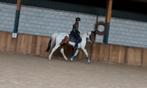 Brave allround D pony merrie !, B, 7 tot 10 jaar, Recreatiepony, D pony (1.37m tot 1.48m)