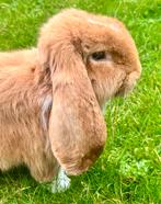 Oranje Franse Hangoor (Ram), Dieren en Toebehoren, Konijnen, Mannelijk, Groot, Hangoor, 0 tot 2 jaar