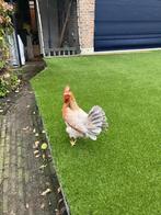 2 knappe kleuren raszuivere leghorn aan de leg, Vrouwelijk, Kip