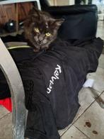 ZwerfKat Jaapie zoekt eten, Dieren en Toebehoren, Ophalen, Gebruikt
