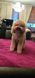 Dekreu toy poedel, Dieren en Toebehoren, Rabiës (hondsdolheid), Reu, 1 tot 2 jaar, Eén hond