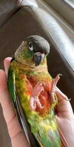 Pyrrhura molinae super tam, Dieren en Toebehoren, Vrouwelijk, Parkiet, Tam