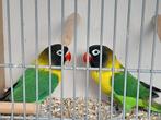 Personata  koppel  ZUIVER  WILDKLEUR, Dieren en Toebehoren, Meerdere dieren, Dwergpapegaai of Agapornis, Geringd