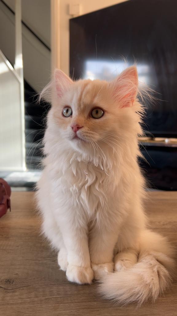 Lieve Brits langhaar kittens, Dieren en Toebehoren, Katten en Kittens | Raskatten | Langhaar, Kater, 0 tot 2 jaar, Met stamboom