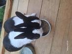 Twee Hollander konijnen, Dieren en Toebehoren, Konijnen, Meerdere dieren, Middelgroot, 0 tot 2 jaar