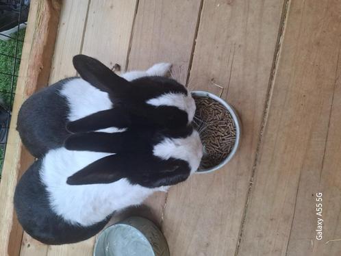 Twee Hollander konijnen, Dieren en Toebehoren, Konijnen, Middelgroot, Meerdere dieren, 0 tot 2 jaar