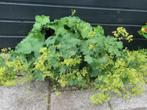 Vaste plant : Vrouwenmantel 2 euro, Vaste plant, Halfschaduw, Zomer, Ophalen