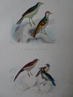Litho in kleur, vijf kleurrijke vogels Lithograaf Gelée 1841, Antiek en Kunst, Kunst | Litho's en Zeefdrukken, Verzenden