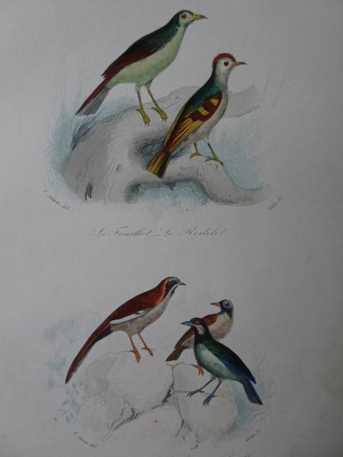 Litho in kleur, vijf kleurrijke vogels Lithograaf Gelée 1841, Antiek en Kunst, Kunst | Litho's en Zeefdrukken, Verzenden