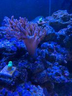 Capnella Kenia boom XL  bruin, Vis