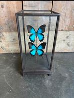 Vlinder Taxidermie - Papilio Ulysses, Huis en Inrichting, Woonaccessoires | Overige, Ophalen