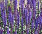 Zaden Salvia nemerosa Caradonna, Verzenden, Volle zon