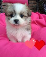 Mooie boomer pups  pomeriaan x shihtzu, Dieren en Toebehoren, Honden | Chihuahua's en Gezelschapshonden, Overige rassen, Meerdere