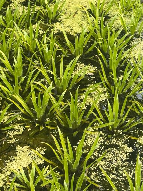 Grote krabbescheer en fonteinkruid voor kraakheldere vijver, Tuin en Terras, Vijver-toebehoren, Nieuw, Ophalen of Verzenden