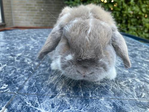 Bijzonder mooi klein rammetje, Dieren en Toebehoren, Konijnen, Dwerg, Mannelijk, 3 tot 5 jaar, Hangoor