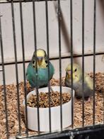 Koppel grasparkieten, Dieren en Toebehoren, Vogels | Parkieten en Papegaaien, Meerdere dieren, Parkiet