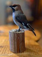Prachtige opgezette/taxidermie pestvogel, Verzamelen, Ophalen of Verzenden, Nieuw, Vogel, Opgezet dier