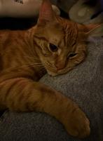 Super lieve katjes zoeken een nieuw thuis!, Dieren en Toebehoren, Kater
