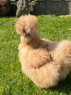 Broedeieren USA Zijdehoen (volop beschikbaar) 😀🐣, Dieren en Toebehoren, Pluimvee, Geslacht onbekend, Kip
