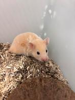 Goudhamster man, Dieren en Toebehoren, Knaagdieren, Meerdere dieren, Hamster, Tam