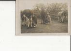 Den Hoorn Drie koeien worden gemolken Fotokaart, Ophalen of Verzenden, Voor 1920, Ongelopen, Zuid-Holland