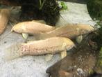 albino kwi kwi 5-7 cm, Vis, Zoetwatervis