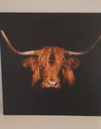 Schotse Hooglander (kunststof plaat), Ophalen, 50 tot 75 cm, Overige typen, Nieuw