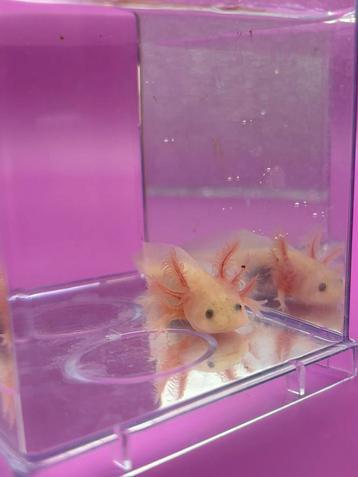 Diverse axolotl baby’s beschikbaar voor biedingen