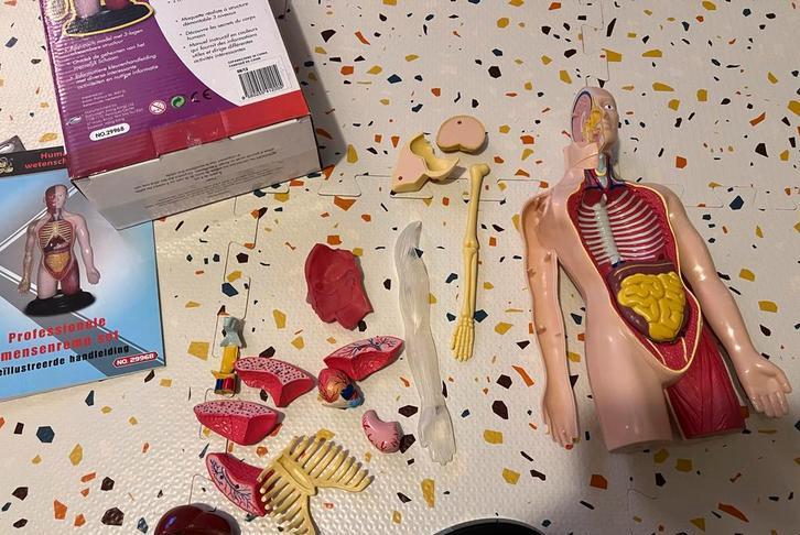 Menselijk Lichaam Model - Educatief Speelgoed, Hobby en Vrije tijd, Scrapbooking, Zo goed als nieuw, Overige typen, Overige merken