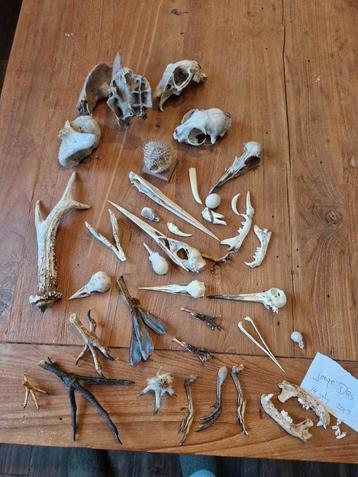diverse skeleten beschikbaar voor biedingen
