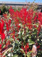 Photinia fraseri carry rouge 100-125 cm €32,95 glansmispel, Tuin en Terras, Planten | Struiken en Hagen, Ophalen of Verzenden