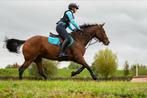 Eventingset, Dieren en Toebehoren, Ophalen of Verzenden, Zo goed als nieuw