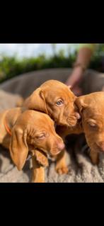 Vizsla-puppy’s uit een liefdevol gezin – 4e generatie, Dieren en Toebehoren, Honden | Setters en Staande honden, Rabiës (hondsdolheid)