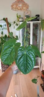Anthurium Luxurians x Regale, Overige soorten, In pot, Minder dan 100 cm, Groene kamerplant
