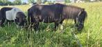 Pony's, Dieren en Toebehoren, Pony's, Gechipt, 0 tot 2 jaar, A pony (tot 1.17m), Onbeleerd