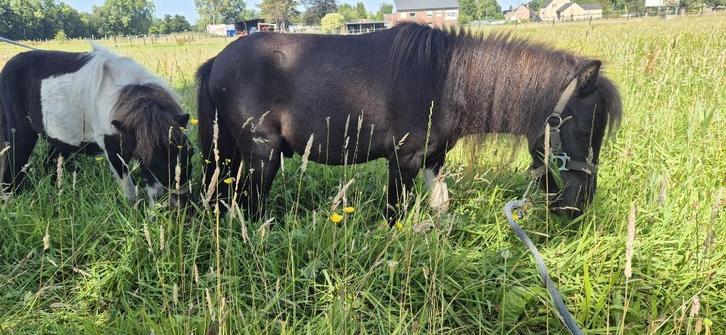 Pony, Dieren en Toebehoren, Pony's, Hengst, Onbeleerd, A pony (tot 1.17m), 0 tot 2 jaar, Gechipt, Ontwormd, Ingeënt