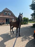 3 jarige schimmel ruin, Dieren en Toebehoren, Paarden, Ruin, 3 tot 6 jaar