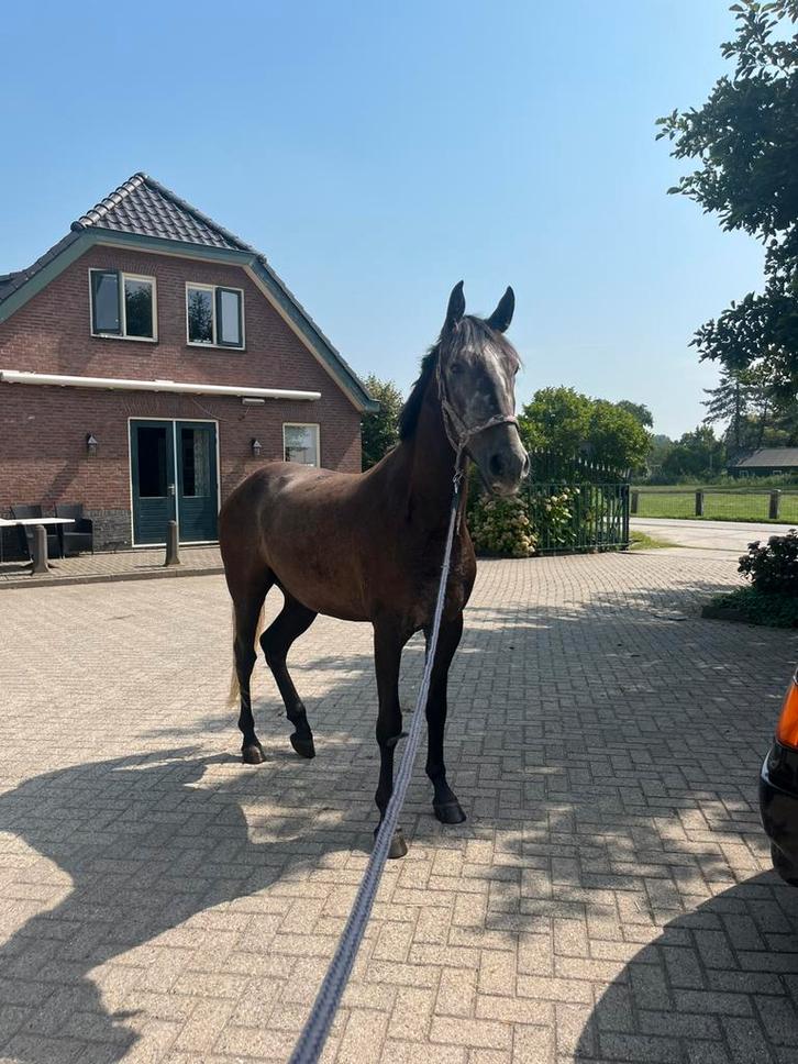 3 jarige schimmel ruin, Dieren en Toebehoren, Paarden, Ruin, 3 tot 6 jaar