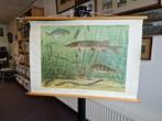 Schoolplaat : Zoetwatervissen, Antiek en Kunst, Antiek | Schoolplaten, Ophalen, Natuur en Biologie