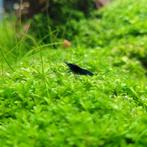 Blue velvet garnalen - Neocaridina davidi, Kreeft, Krab of Garnaal, Zoetwatervis, Schoolvis