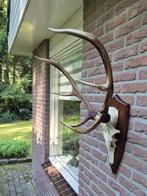 Mooi Edelhert Gewei Jacht Trofee Mancave Jacht Hut d28, Ophalen, Hert, Gewei of Kop
