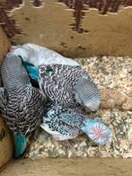 Jonge grasparkieten, Dieren en Toebehoren, Vogels | Parkieten en Papegaaien, Meerdere dieren, Parkiet