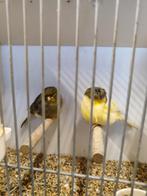 Laatste koppels glosters, Dieren en Toebehoren, Vogels | Kanaries, Meerdere dieren, Postuurkanarie